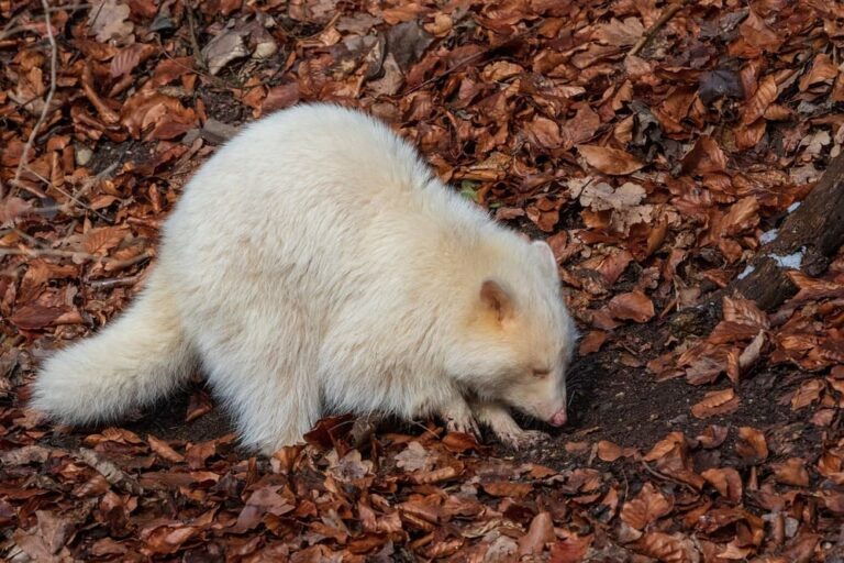 The Unique World of Albino Raccoons: A Closer Look