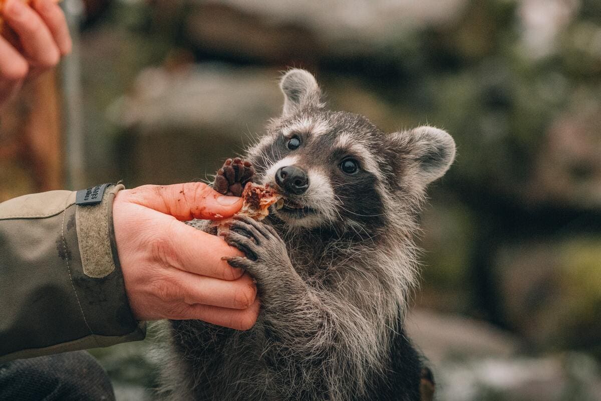 feeding raccoon