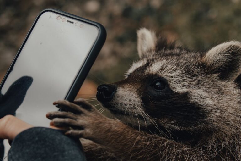 Unlocking the Legality of Raccoon Ownership: Navigating Pet Ownership Laws