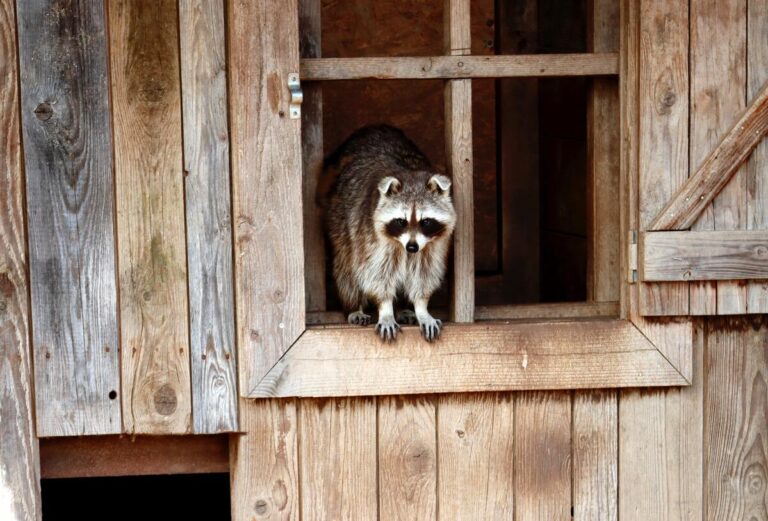 Raccoon-Friendly Homes: How to Coexist with These Fascinating Creatures