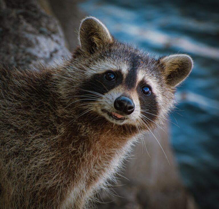 Raccoon Behavior: What Their Actions Tell Us