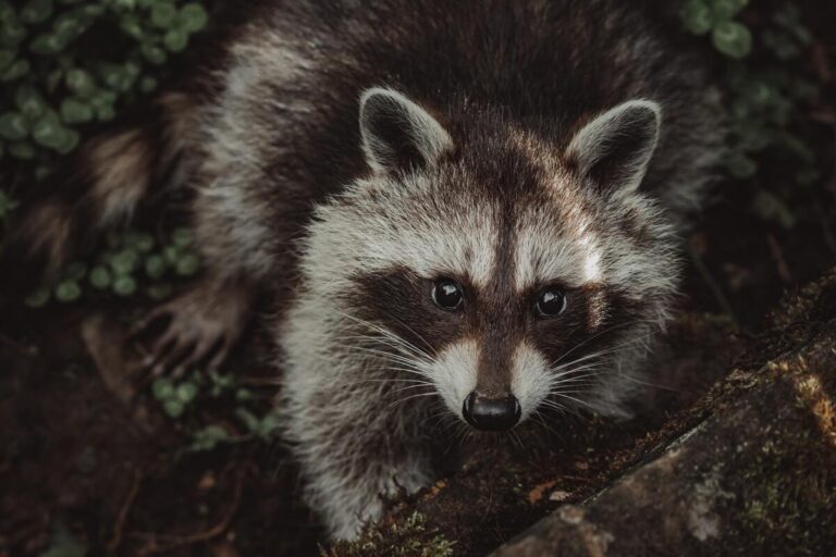 Raccoon Intelligence: The Enigma of Remarkable Cunning